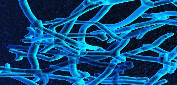 Bifidobacterium Breve